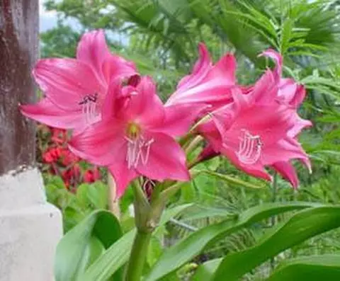 Crinum &lsquo;Ellen Bosanquet&rsquo;