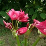 Crinum ‘Ellen Bosanquet’ — Ellen Bosanquet
