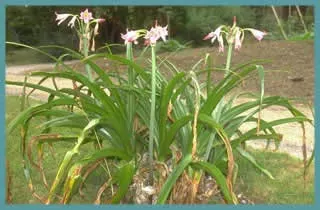 Crinum powellii