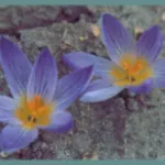 Crocus corsicus