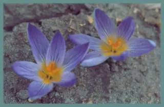 Crocus corsicus