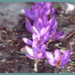 Crocus corsicus — photo 2