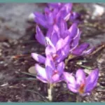 Crocus corsicus — crocus
