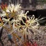 Lycoris shaanxiensis