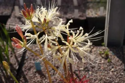 Lycoris shaanxiensis