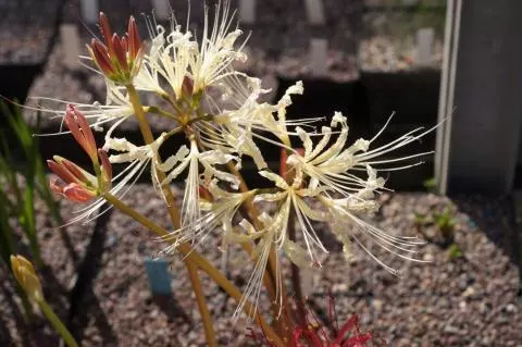 Lycoris shaanxiensis