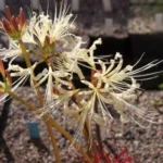 Lycoris shaanxiensis