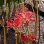 Lycoris shaanxiensis — photo 2
