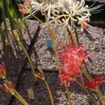 Lycoris shaanxiensis — photo 3