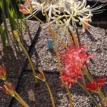 Lycoris shaanxiensis — photo 3