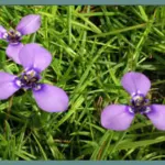 Herbertia lahue