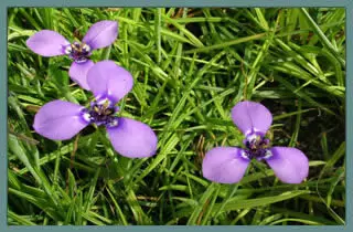 Herbertia lahue