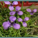 Herbertia lahue — Herbertia