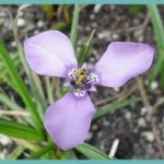 Herbertia lahue — lahue