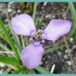 Herbertia lahue — lahue