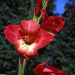 Gladiolus garnieri