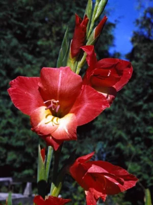 Gladiolus garnieri