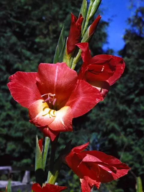 Gladiolus garnieri