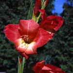 Gladiolus garnieri