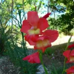 Gladiolus garnieri — photo 2