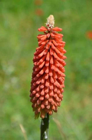 Kniphofia uvaria Rouge selection