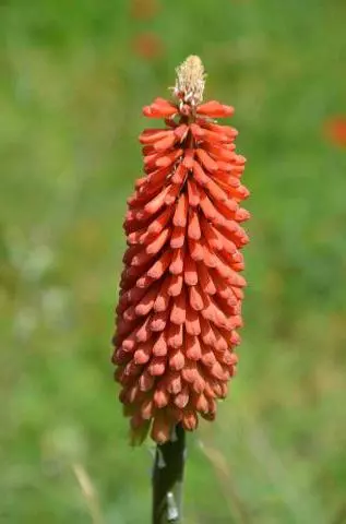 Kniphofia uvaria Rouge selection
