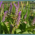 Lachenalia mutabilis
