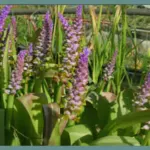 Lachenalia mutabilis