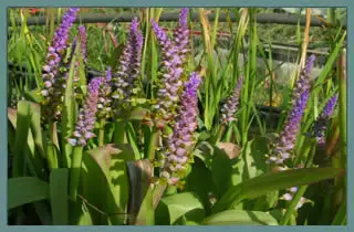 Lachenalia mutabilis