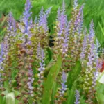 Lachenalia mutabilis — Lachenalia