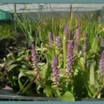 Lachenalia mutabilis — mutabilis
