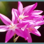 Ixia flexuosa (graines)