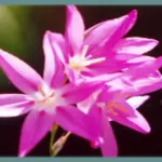 Ixia flexuosa (graines)