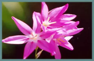 Ixia flexuosa (graines)