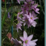 Ixia flexuosa (graines) — Ixia