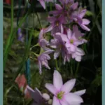 Ixia flexuosa (graines) — Ixia