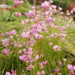 Ixia flexuosa (graines) — flexuosa
