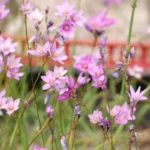 Ixia flexuosa (graines) — photo 4