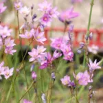 Ixia flexuosa (graines) — photo 4