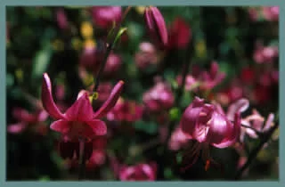 Lilium martagon