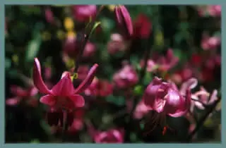 Lilium martagon