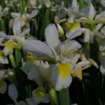 Iris spuria /orientalis forme blanche/jaune