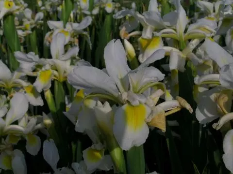 Iris spuria /orientalis forme blanche/jaune