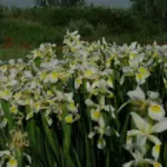 Iris spuria /orientalis forme blanche/jaune — orientalis