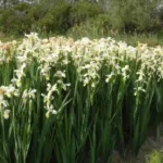 Iris spuria /orientalis forme blanche/jaune — ochroleuca