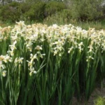 Iris spuria /orientalis forme blanche/jaune — photo 3