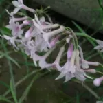 Tulbaghia comminsii x comminsii/violacea