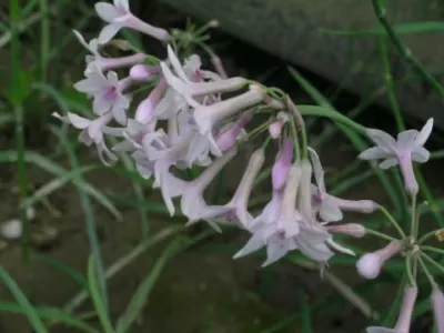 Tulbaghia comminsii x comminsii/violacea