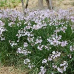 Tulbaghia comminsii x comminsii/violacea — photo 2