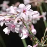 Tulbaghia comminsii x comminsii/violacea — comminsii